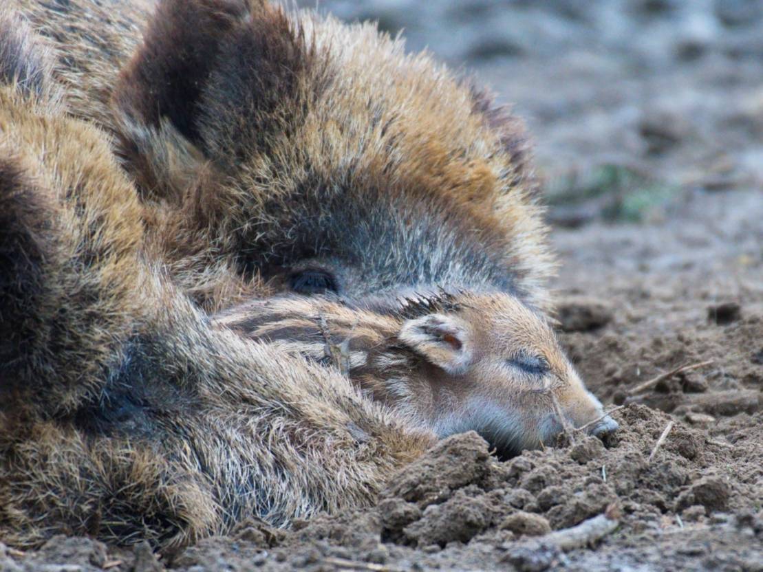 Neugierige Frischlinge erkunden das Wisentgehege | Tierisch süßer ...