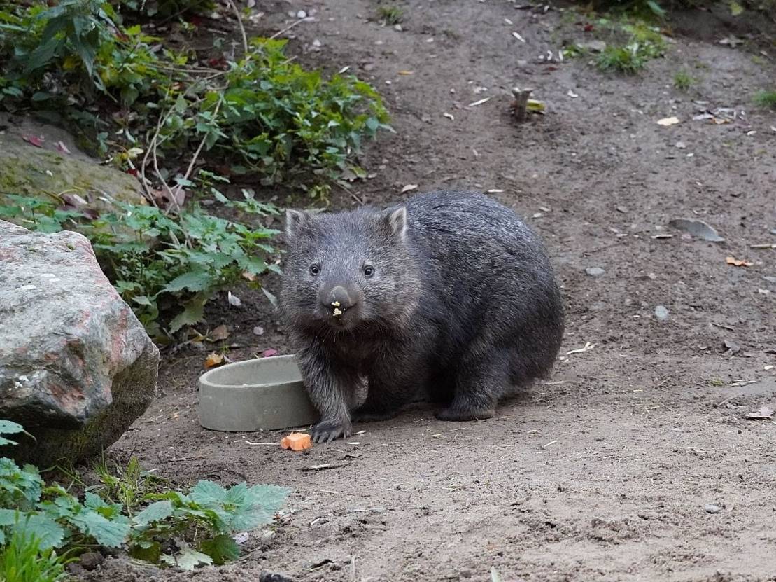 Nacktnasenwombat Maya erwartet ersten Nachwuchs Kultur & Freizeit