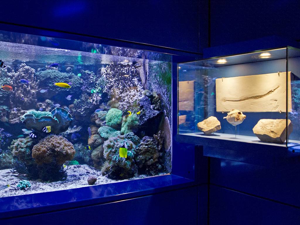 "WasserWelten" öffnen ihre Tore | Neues von den hannoverschen Museen