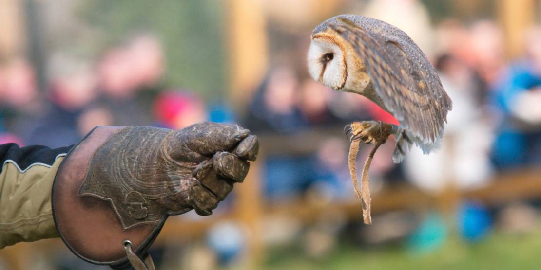 Kleine Eule im Anflug auf einen behandschuhten Arm.