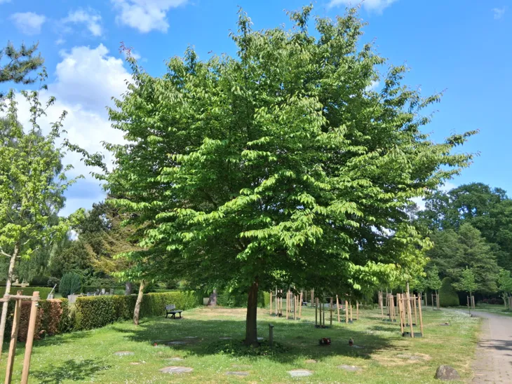 Baumgräber auf einem Friedhof.