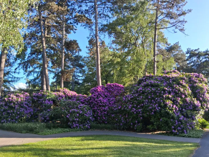 Rhododendronblüten auf einem Friedhof.