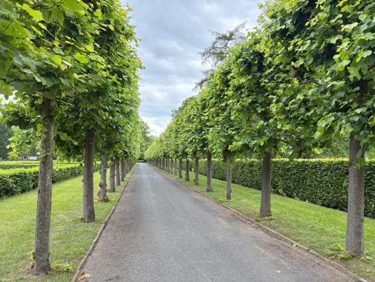 Eine Allee auf einem Friedhof.