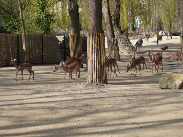 Antilopen und Zebras