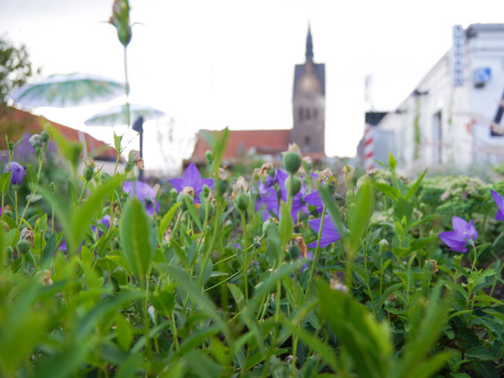 Blick in ein bepflanztes Beet. Im Hintergrund die Marktkirche Hannover.