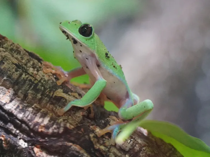 Orangeaugen-Laubfrosch