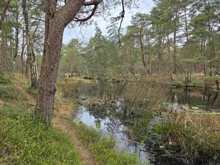 Blick ins Otternhagener Moor in der Region Hannover
