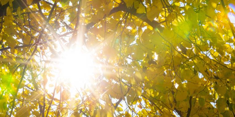 Sonne scheint durch die leicht gelb verfärbten Blätter eines Laubbaums.