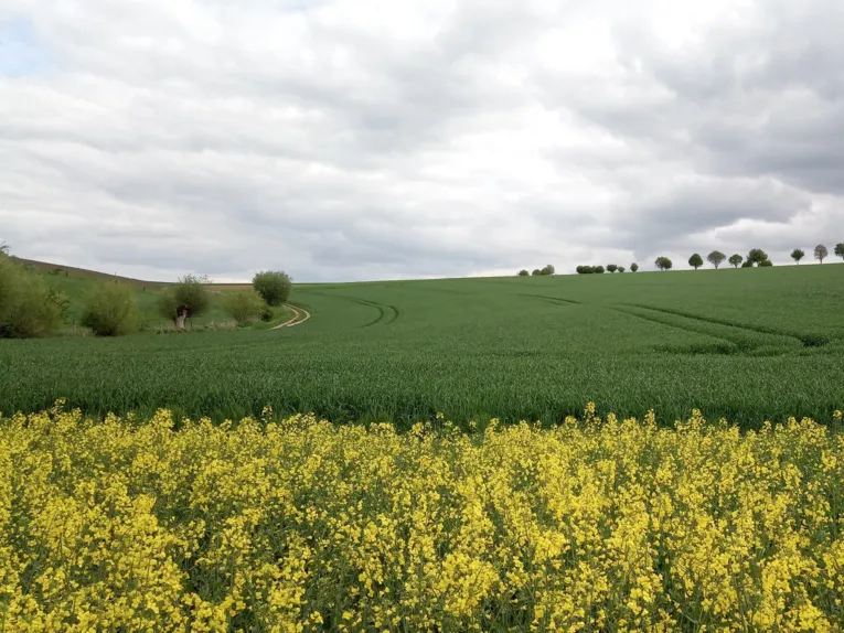 Landschaft mit blühendem Rapsfeld