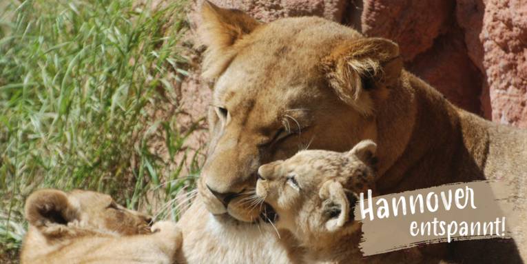 Löwen Babys im Erlebnis-Zoo