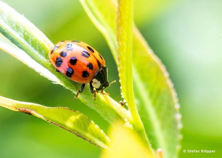 Marienkäfer von Stefan Klöpper