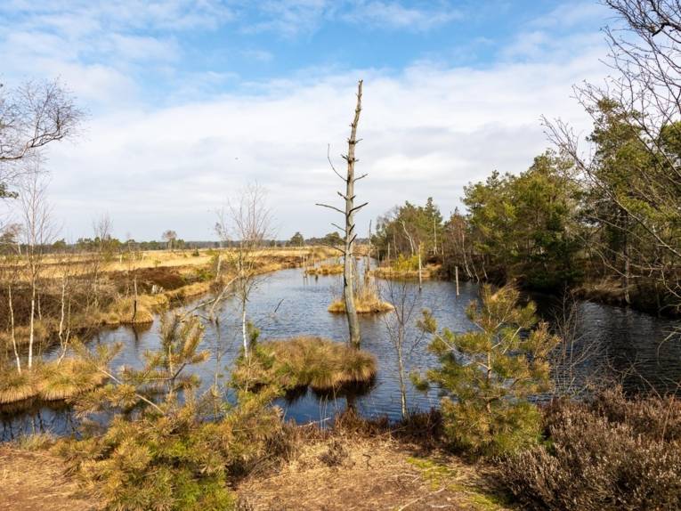Eine Moorlandschaft in Niedersachsen. Wasserfläche und ein abgestorbener Baum in der Mitte, rechts Wald.