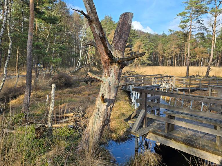 Ein Moorgebiet mit einem Holzsteg