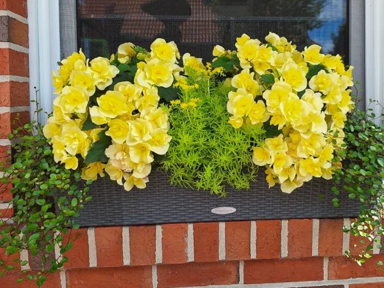 Ein herbstlich bepflanzter Blumenkasten.