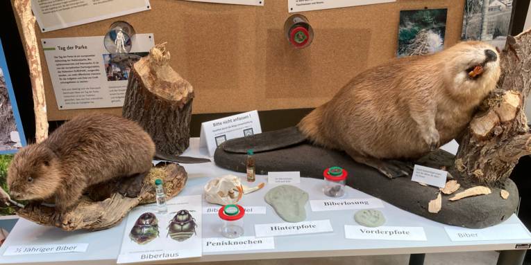 Ausstellung im Naturparkhaus anl&auml;sslich des Bibertages: Zu sehen sind unterschiedlich alte Biber, Biberlaus, Penisknochen und weitere Exponate.