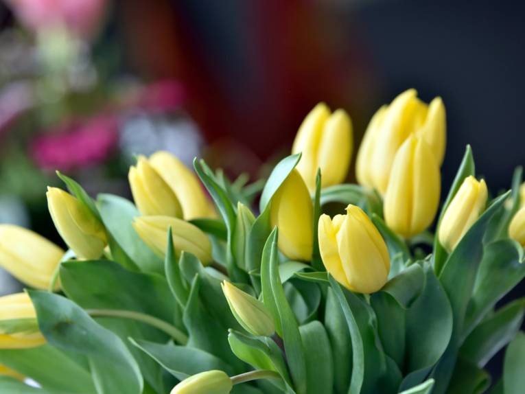 Gelbe Tulpen, im Hintergrund sind rote Blüten.