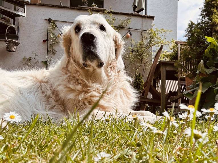 Eine Golden Retriever Dame liegt im Rasen vor einem Haus.