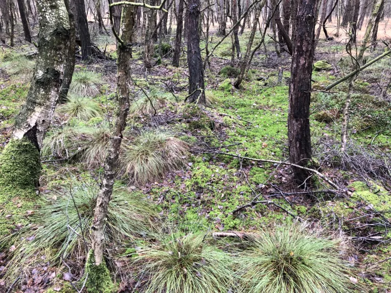 Moorwald