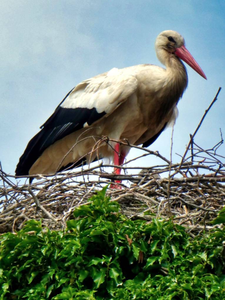 Ein Storch steht in einem Storchennest.