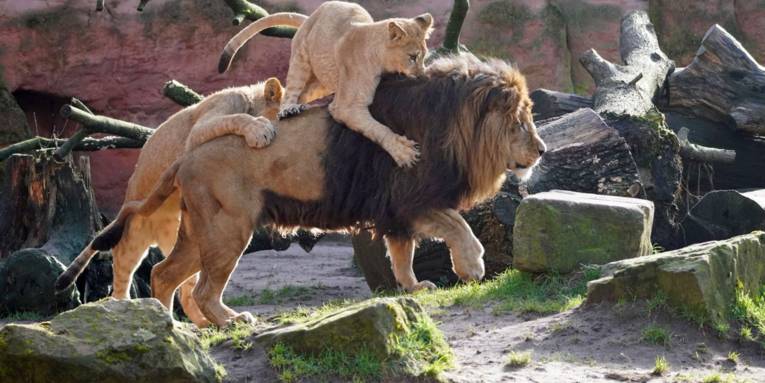 Löwenjungtiere spielen mit ihrem Vater im Erlebnis-Zoo Hannover.