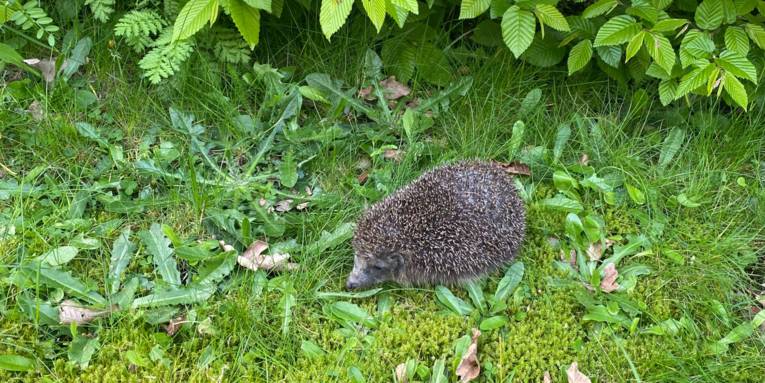 Igel im Gras