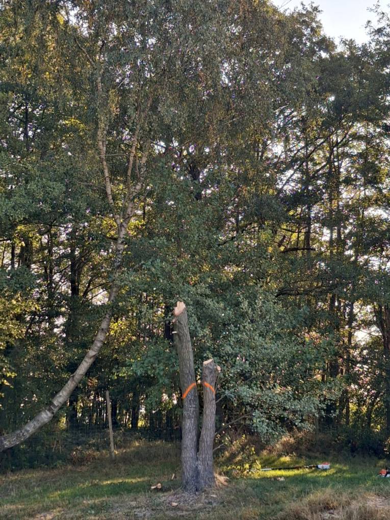 Nach einer Baumf&auml;llung sind zwei hohe St&uuml;mpfe ohne &Auml;ste &uuml;brig geblieben und ragen mit den Wurzeln in den Boden.
