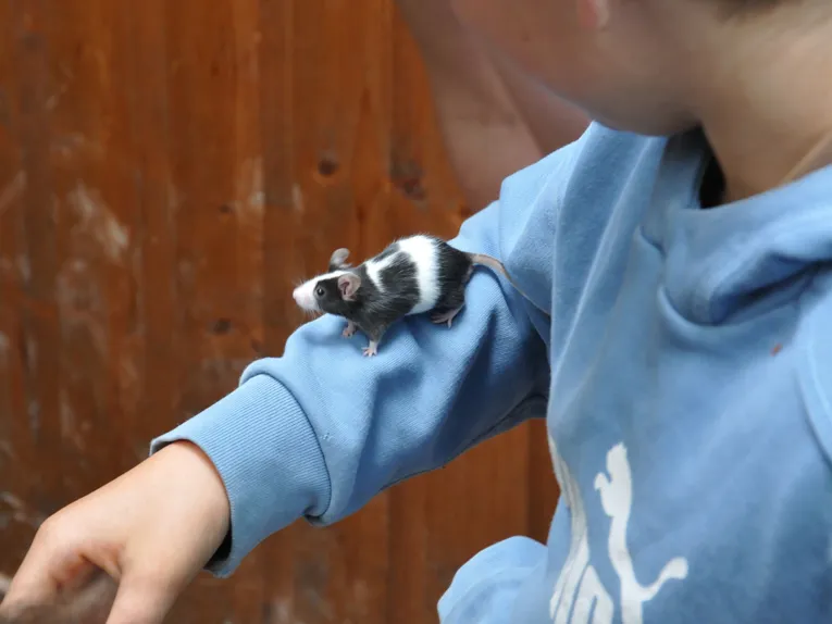 Ratte auf Kinderarm