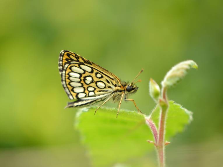 Falter an einem Blatt