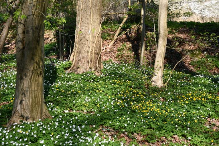 Weiße und gelbe Frühblüher unter Bäumen