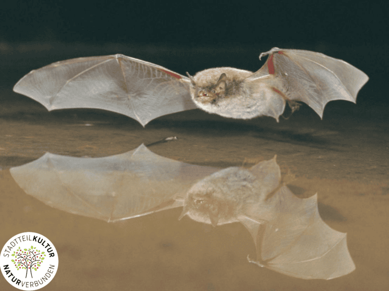 Eine fliegende Wasserfledermaus