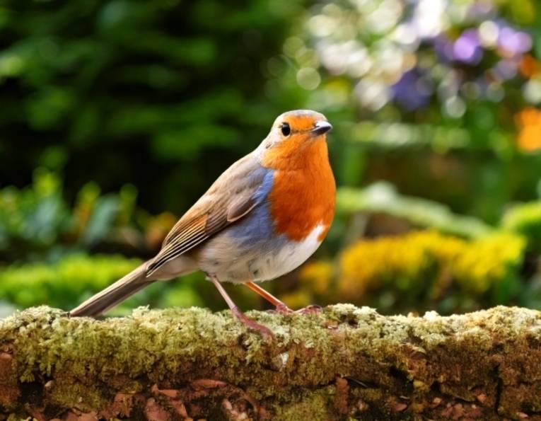Ein Rotkehlchen im Garten.