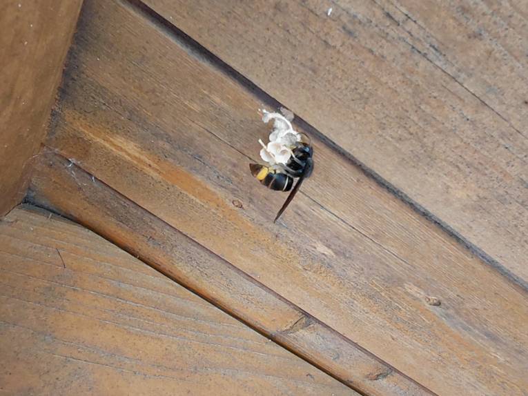 Hornisse mit Nest
