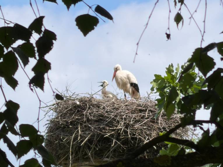 Zwei Störche auf ihrem Nest