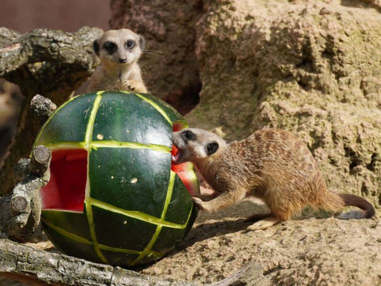 Erdmännchen_Zoo_Wassermelone | 2021_08 | 2021 | Redaktion Hannover.de ...