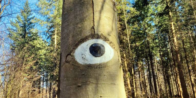 An dem Baumstamm einer Buche fehlt ein Ast. Die dadurch sichtbaren Jahresringe sind so mit schwarzer und wei&szlig;er Farbe bemalt, dass diese Stelle aussieht wie ein Auge mit schwarzer Pupille und Augenlidern.