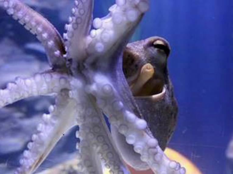 Ein Oktopus im SEA LIFE Hannover.
