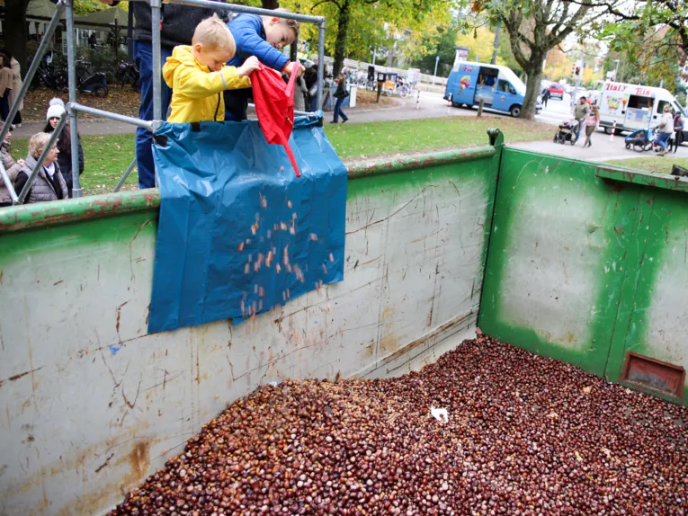 Kinder, die Kastanien und Eicheln in einen gro&szlig;en Container kippen.