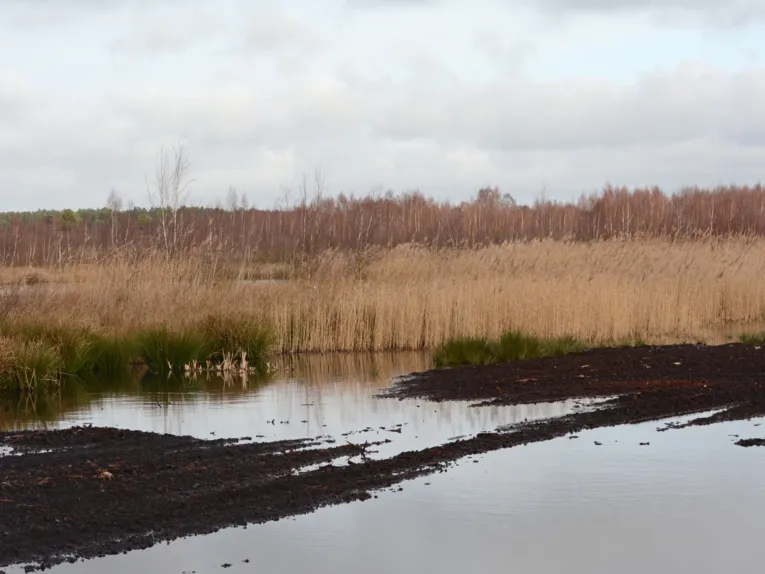 Moorlandschaft