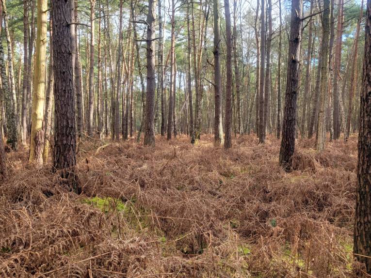 Moorlandschaft