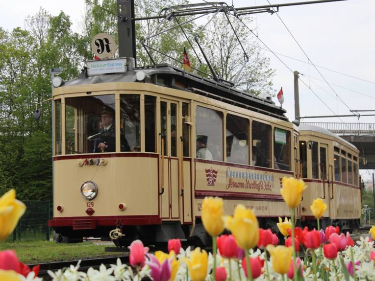 Historische Straßenbahn vor Frühlingsblumen
