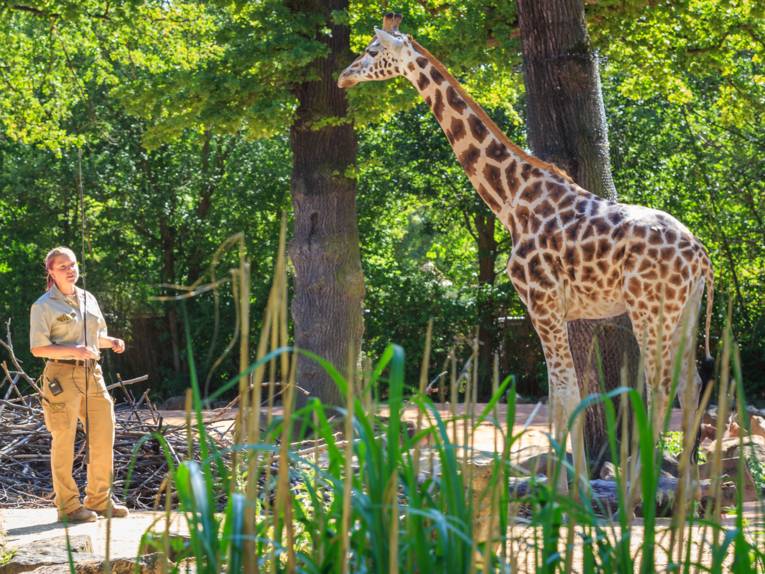 Giraffe im Erlebnis-Zoo Hannover