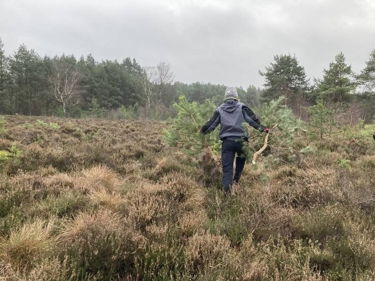 Dein Weihnachtsbaum aus dem Moor