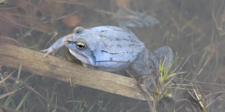 Moorfrosch in blauer Färbung zur Laichzeit