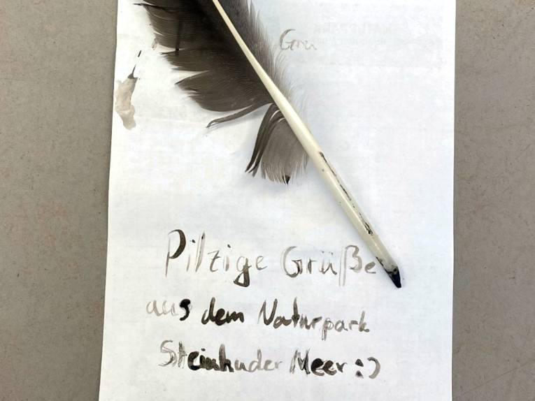 Eine Gänsefeder liegt auf einem Blatt Papier. Auf dem Papier steht handschriftlich: "Pilzige Grüße aus dem Naturpark Steinhuder Meer :)"