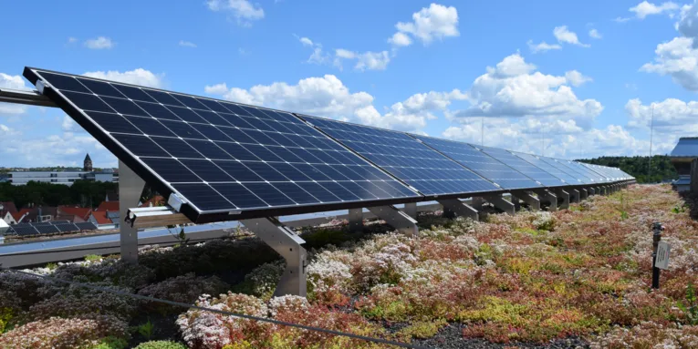 Dach mit PV Modulen und Hitze unempfindlichen Pflanzen