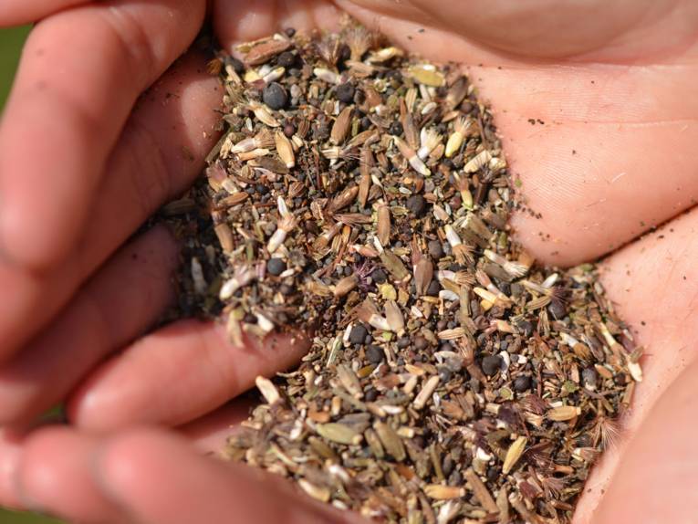 Zwei Hände, die Saatgut halten.