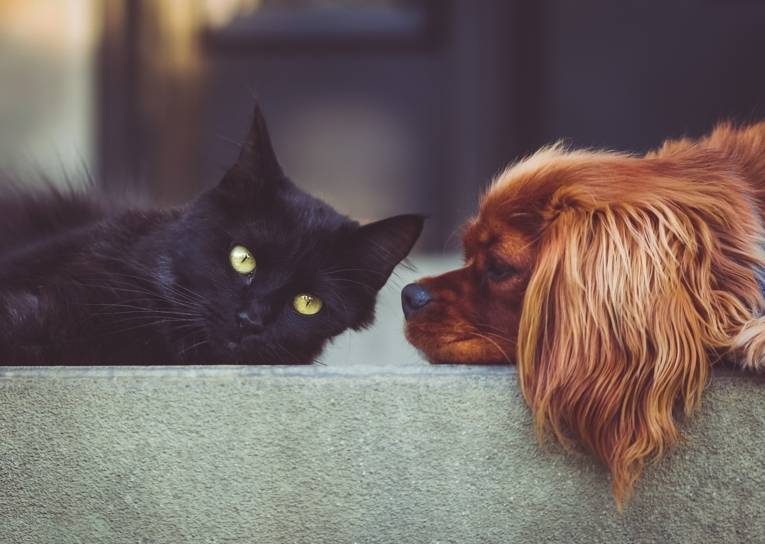 Eine schwarze Katze und ein brauner Hund (Cocker Spaniel).