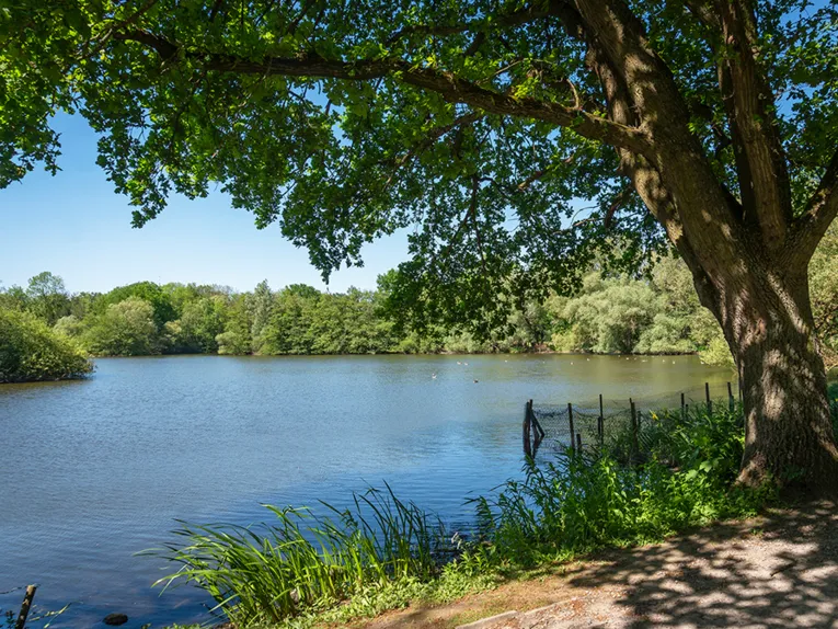 Eine Grünanlage mit See.