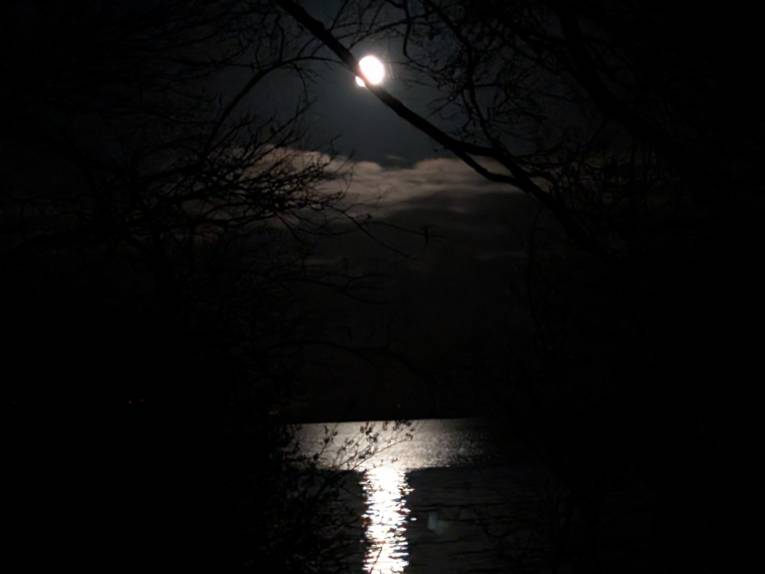Blick durch Geäst bei Nacht auf das Steinhuder Meer, am Himmel steht der Mond, Mondlicht spiegelt sich im Wasser.