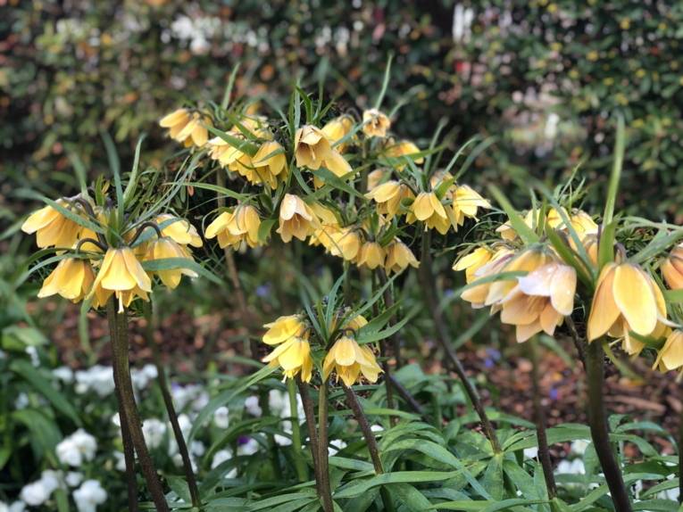 Fritillaria imperialis